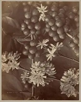 Studies Prints: Coffee Blossom. William Louis Henry Skeen (British, 1847 - 1903)