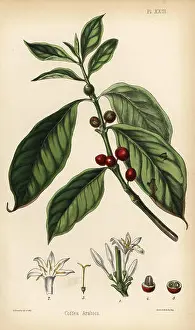 Homeopathy Prints: Coffee plant, flower, berry and bean