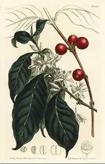 Coffee tree, Coffea arabica. Handcoloured copperplate engraving by F