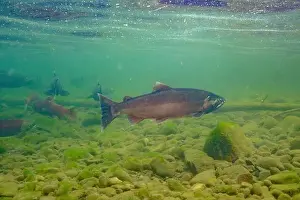 Sport Fishing Prints: Coho Salmon in the Morice river in British Columbia, Canada