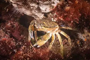 Underwater Scene Prints: Cold salt water zeeland crab in Dutch Netherlands scuba dive site