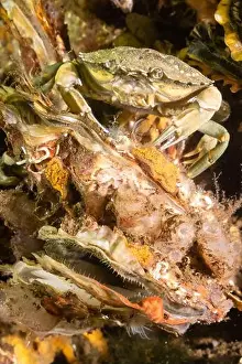 Oyster Prints: Cold salt water zeeland crab with oyster in Dutch Netherlands sea floor of shells and shellfish