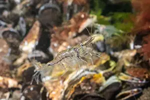 Cold Water Prints: Cold salt water zeeland macro shrimp swimming in Dutch Netherlands scuba dive site