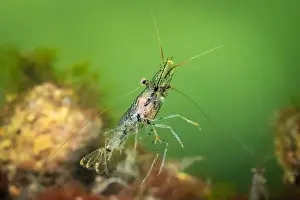 Cold Water Prints: Cold salt water zeeland macro shrimp swimming in Dutch Netherlands scuba dive site