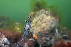 Cold Water Prints: Cold salt water zeeland macro shrimp swimming in Dutch Netherlands scuba dive site