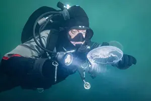 Scuba Diver Prints: A cold water sport scuba diver explores the green water of Zeeland Netherlands with moon jellyfish wildlife swimming