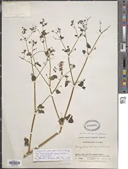 Herbaceous Prints: Colignonia parviflora subsp biumbellata Ball JE Bohlin Colignonia parviflora subsp biumbellata Ball JE Bohlin