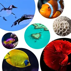 Anemone Fish Prints: collage of images of the water world