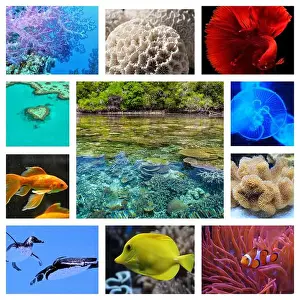 Anemone Fish Prints: collage of images of the water world