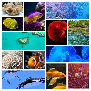 Anemone Fish Prints: collage of images of the water world