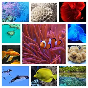 Anemone Fish Prints: collage of images of the water world