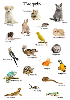 Canary Prints: Collage of pets and animals in English in front of white background, studio shot