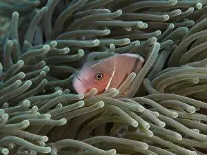 Sea Anemones Prints: A collar anemonefish (Amphiprion perideraion) hiding in a sea anemone under water