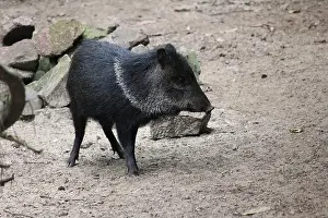 Herbivores Prints: Collared peccary in Overloon zoo in the Netherlands
