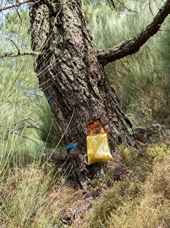 Resin Prints: Collecting sap resin from tree trees with blue markings