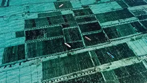 Top Down Prints: Collecting sea weed at the marine farm of Lembongan island in Indonesia