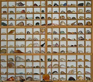 Conchifera Prints: collection