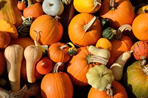 Squash Prints: Collection of assorted pumpkins