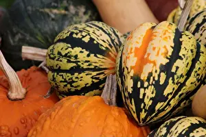 Allotment Prints: Collection of autumn squashes
