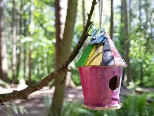 Arbol Prints: Collection of birdhouses made by children and placed on fallen trees in the forest