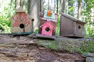 Arbol Prints: Collection of birdhouses made by children and placed on fallen trees in the forest