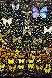 Bugs Prints: A collection of butterflies and beetles in display