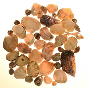 Beachfront Prints: Collection Of Different Seashells