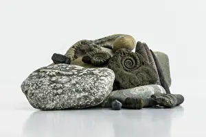 Crinoidea Prints: A collection of fossils found on the Jurassic Coast including belemnites