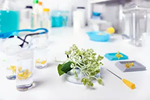 Canola Prints: Collection of plant samples for analysis in scientific laboratory