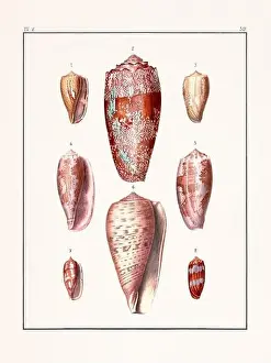 Drawing Art Product Prints: Collection of seashells. Vintage German illustration featuring seashells