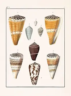 Scenics Nature Prints: Collection of seashells. Vintage German illustration featuring seashells