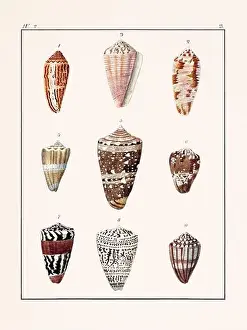 Drawing Art Product Prints: Collection of seashells. Vintage German illustration featuring seashells