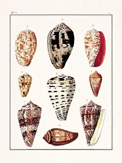 Drawing Art Product Prints: Collection of seashells. Vintage German illustration featuring seashells