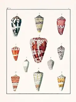 Drawing Art Product Prints: Collection of seashells. Vintage German illustration featuring seashells