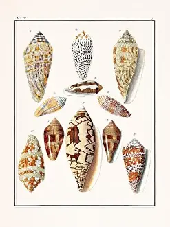 Collection of seashells. Vintage German illustration featuring seashells