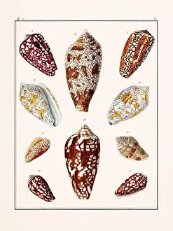 Drawing Art Product Prints: Collection of seashells. Vintage German illustration featuring seashells