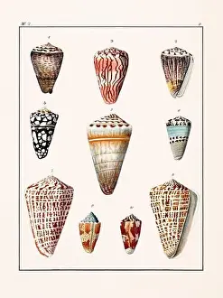 Drawing Art Product Prints: Collection of seashells. Vintage German illustration featuring seashells