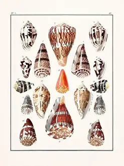 Drawing Art Product Prints: Collection of seashells. Vintage German illustration featuring seashells