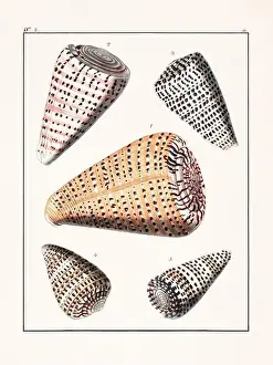 Drawing Art Product Prints: Collection of seashells. Vintage German illustration featuring seashells