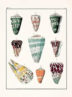Drawing Art Product Prints: Collection of seashells. Vintage German illustration featuring seashells