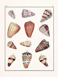 Drawing Art Product Prints: Collection of seashells. Vintage German illustration featuring seashells