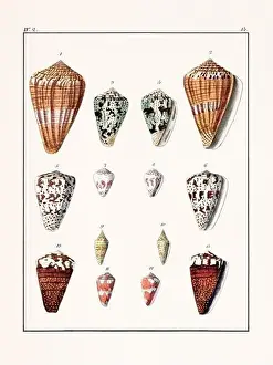 Drawing Art Product Prints: Collection of seashells. Vintage German illustration featuring seashells