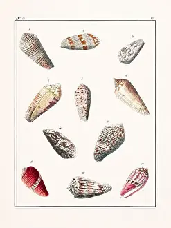 Drawing Art Product Prints: Collection of seashells. Vintage German illustration featuring seashells
