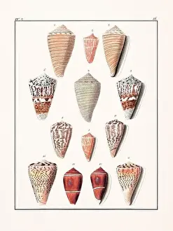 Drawing Art Product Prints: Collection of seashells. Vintage German illustration featuring seashells