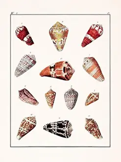 Collection of seashells. Vintage German illustration featuring seashells
