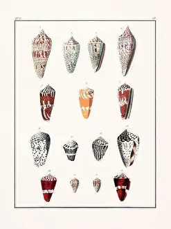 Drawing Art Product Prints: Collection of seashells. Vintage German illustration featuring seashells