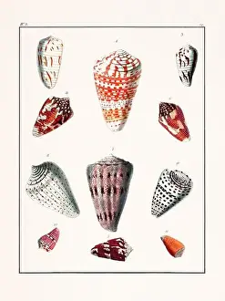 Drawing Art Product Prints: Collection of seashells. Vintage German illustration featuring seashells