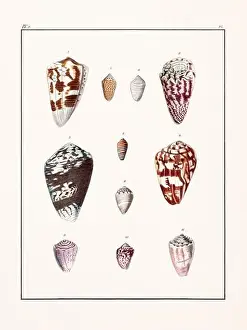 Drawing Art Product Prints: Collection of seashells. Vintage German illustration featuring seashells