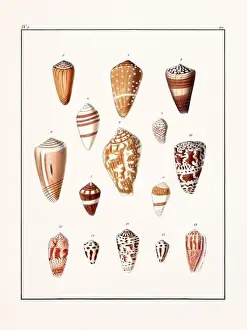 Drawing Art Product Prints: Collection of seashells. Vintage German illustration featuring seashells
