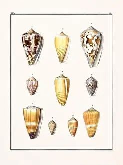 Drawing Art Product Prints: Collection of seashells. Vintage German illustration featuring seashells